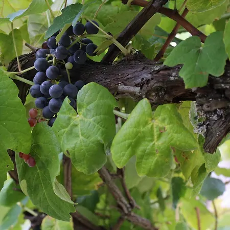 L'uva Fragolina