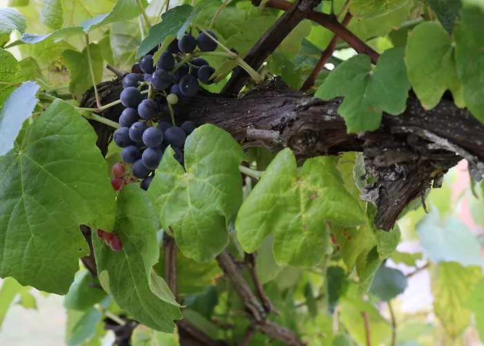L'uva Fragolina